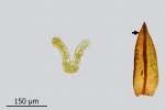 Schistidium grande