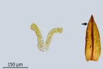 Schistidium grande