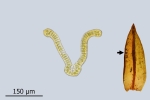 Schistidium grande