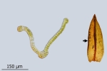 Schistidium grande