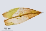 Schistidium grande