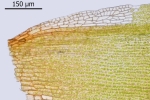 Schistidium grande