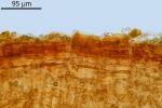 Schistidium grande
