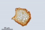 Schistidium grande