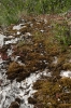 Bryum canariense