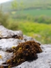 Bryum canariense