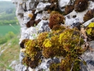 Bryum canariense