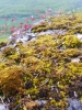 Bryum canariense