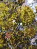 Bryum canariense