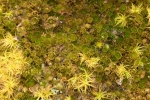 Bryum canariense