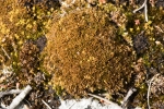 Bryum canariense