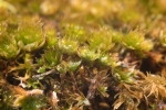Bryum canariense