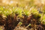 Bryum canariense