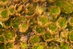 Bryum canariense