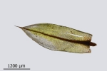 Bryum canariense