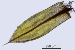 Bryum canariense