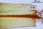 Bryum canariense