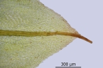 Bryum canariense