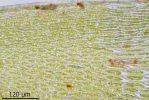 Bryum canariense