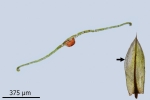 Bryum canariense