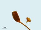 Pogonatum dentatum