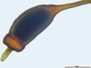 Pogonatum dentatum