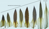 Pogonatum dentatum