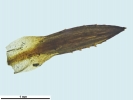Pogonatum dentatum