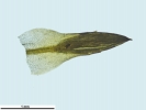 Pogonatum dentatum