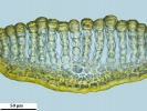 Pogonatum dentatum