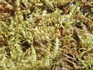 Hypnum curvifolium