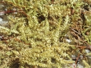 Hypnum curvifolium