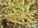 Hypnum curvifolium