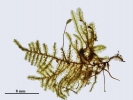 Hypnum curvifolium