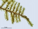 Hypnum curvifolium