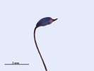 Hypnum curvifolium