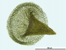 Hypnum curvifolium
