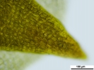 Hypnum curvifolium
