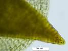 Hypnum curvifolium