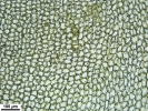 Hypnum curvifolium