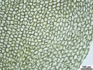 Hypnum curvifolium