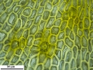 Hypnum curvifolium