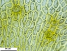 Hypnum curvifolium