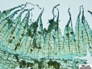 Hypnum curvifolium