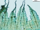 Hypnum curvifolium