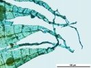 Hypnum curvifolium
