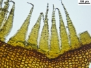 Hypnum curvifolium