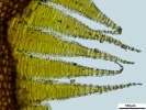 Hypnum curvifolium