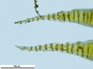 Hypnum curvifolium