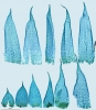 Hypnum curvifolium